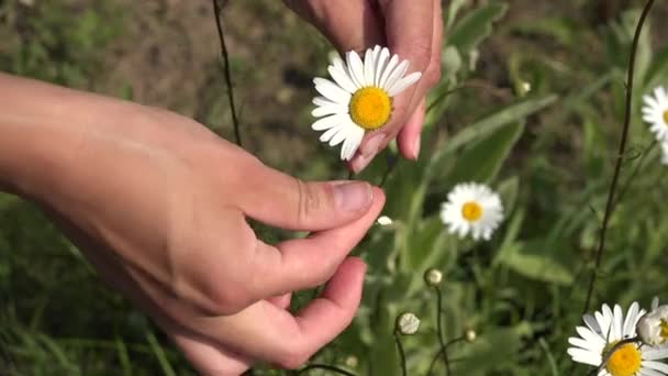 Dospívající dívka odhadne na Heřmánek na přírodu v létě. 4k — Stock video