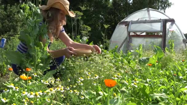 Woman pick small camomile herb flower blooms in garden. 4K — Stock Video