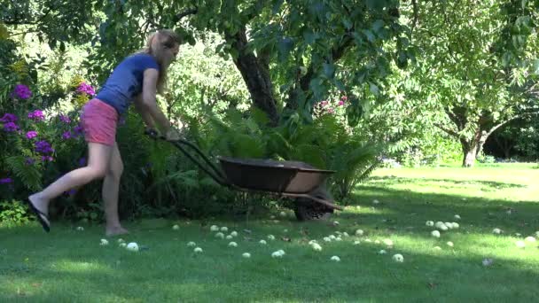 Jordbrukaren kvinna bära rostig barrow och samla oväntade ruttna äpplen frukter i farm trädgård. 4k — Stockvideo