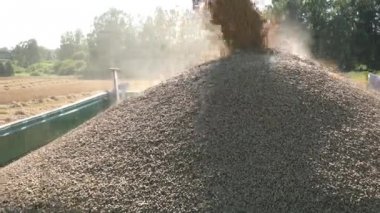tahıl tahıl ürünleri tarım alanındaki hasat zamanında kamyona yükleniyor. El. 4k