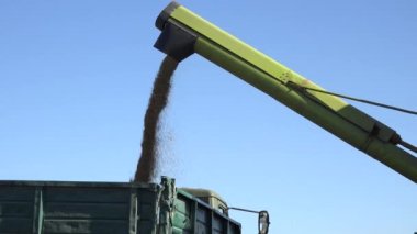 Traktör römork üzerinde mavi gökyüzü arka plan içine hasat yükler buğday tahıl birleştirin. 4k