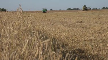 Birleştirme sürüş ve olgun yulaf kulakları tarım arazileri tarım alanındaki Hasat çiftlik çalışan adam. 4k