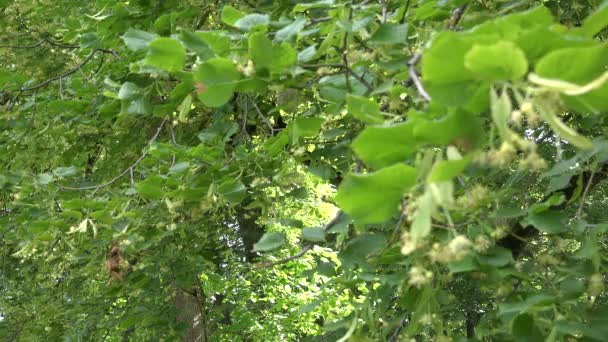 O galho da tília cheio de flores floresce no vento. 4K — Vídeo de Stock