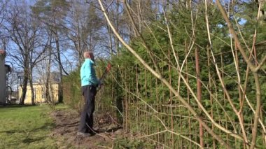 Bahçıvan adam kırmızı makasları ile köknar ağacı çit çit kırpın. 4k