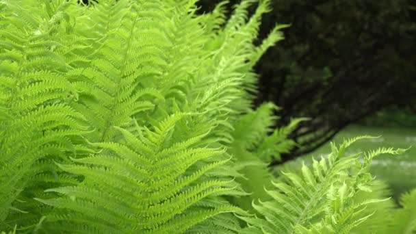 Détail des feuilles de fougère se déplacent dans le vent dans le parc. 4K 
