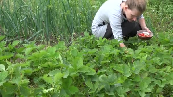 Aldeano femenino recoger bayas y plato lleno de fresas en la granja. 4K — Vídeos de Stock