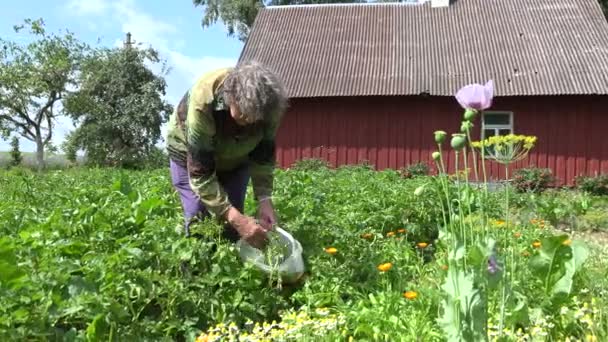 Mujer jardinero mayor recoger larva de colorado escarabajo de las plantas de papa. 4K — Vídeo de stock