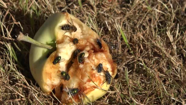 Mosca y abejas insectos que comen jugo de fruta de manzana madura inesperada en la hierba del prado. 4K — Vídeo de stock