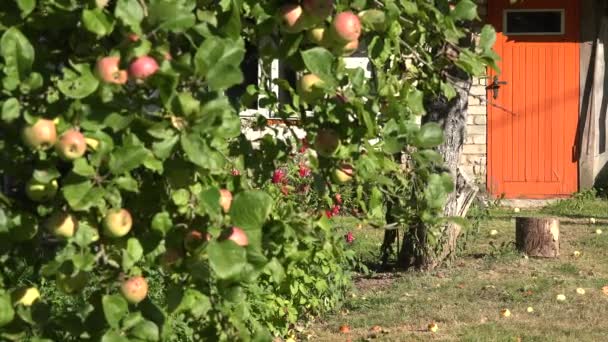 Apple boomtak vol met rode vruchten en oranje landelijke huisdeur. Focus wijzigen. 4k — Stockvideo