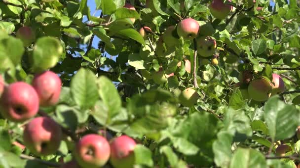 Las manzanas rojas y las hojas en las ramas de los árboles frutales se mueven en el viento. 4K — Vídeo de stock