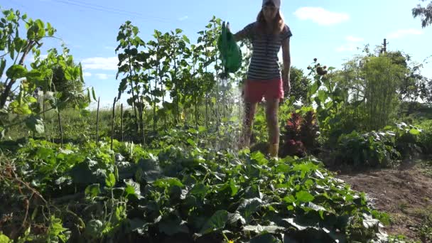 水やりと女性の国の女の子は、農場でキュウリの植物に水を注ぐことができます。4k — ストック動画