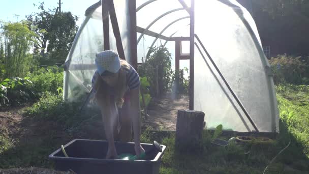 Mulher agricultor quente tirar água com regador pode a partir de plantas da bacia e da água na estufa. 4K — Vídeo de Stock
