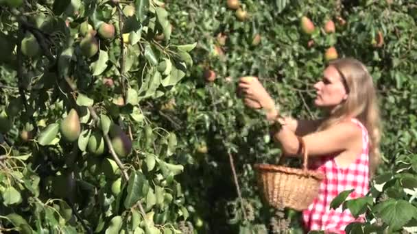 Hermosa mujer rubia con cesta de mimbre recogiendo peras en el jardín. 4K — Vídeos de Stock