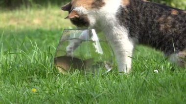 Güzel kedi pençe ile cam akvaryum dan haç balık yakalamak ve kaçmak. Closeup. 4k