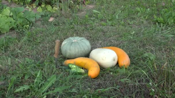 Geoogste groenten en mes in gras bij tuin plantage. Omhoog kantelen. 4k — Stockvideo
