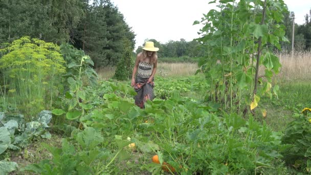 Woman in dress and hat harvesting zucchini with knife and carry vegetables in her garden. 4K — ストック動画