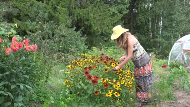 Young gardener woman in dress pick rudbeckia flowers in sunny garden. 4K — Stok video