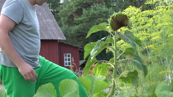 Jardinier cultivateur homme main toucher tournesol mûr et fleurs tombent dans le jardin. 4K — Video