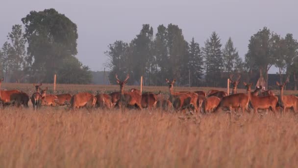 Branco di cervi maschi e femmine cresciuti in cattività al pascolo. 4K — Video Stock