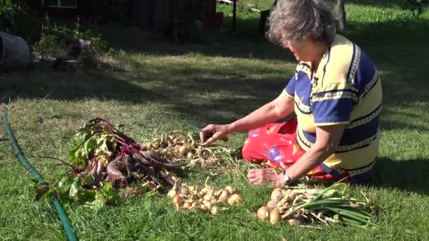 Женщина-пенсионер, сидящая на траве, готовит на зиму жареные луковые головы. 4K — стоковое видео