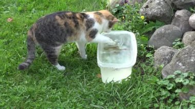 Kedi su ile plastik kase balık yakalamak başarısız. Aç sevimli hayvan avı avı av. Closeup. 4k