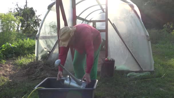 Hombre campesino joven que extrae agua y regar verduras en invernadero jardín de verano. 4K — Vídeo de stock