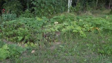 Kabak, salatalık ve kabak Sebze Bahçe plantation yakın hasat. Yukarı eğimli. 4k