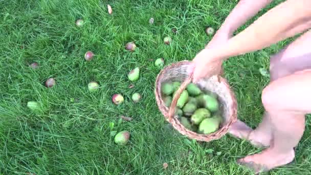 Farmer girl collecting ripe windfall pear fruits from ground to wicker basket. 4K — Stock Video