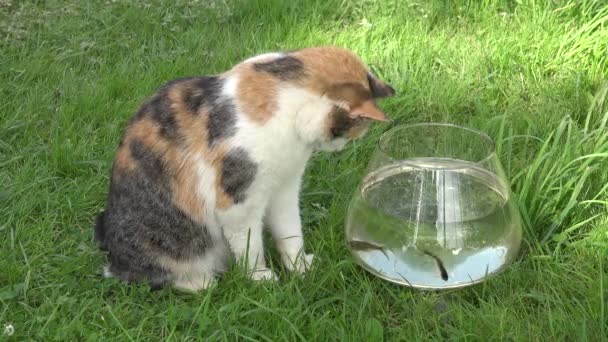 Nieuwsgierig homo kat kijken naar vis drijvend in glas aquarium. Close-up. 4k — Stockvideo