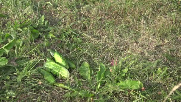 Les mains des agriculteurs mettent du concombre, des courgettes et des légumes à la citrouille sur l'herbe. Gros plan. 4K — Video