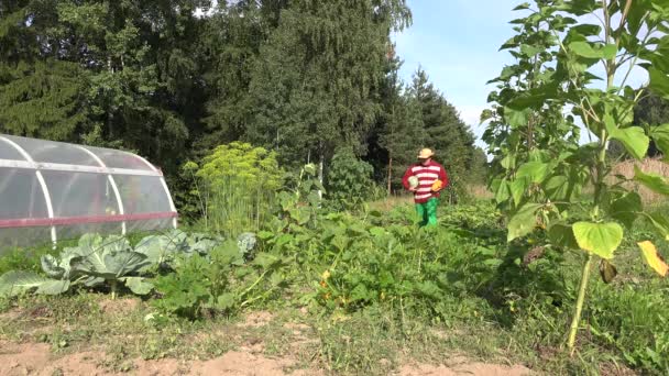 Cultivador hombre llevar calabacín recién cosechado y plantas de calabaza a través de huerta. 4K — Vídeos de Stock