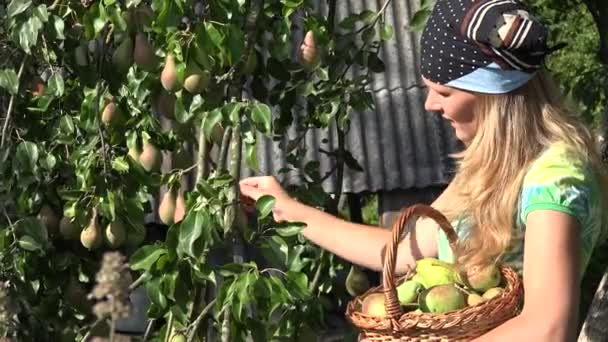 Lovely blond woman with wicker basket picking pears in garden. 4K — Stock Video