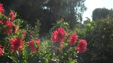 Güzel güneş ışığında bahçede büyüyen kırmızı vintage dahlia çiçekleri. 4k