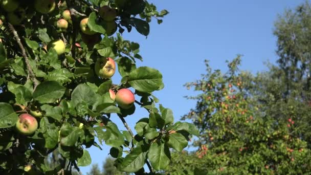 Червоні стиглі яблука і листя на гілках плодових дерев на фоні блакитного неба. Зміна фокусу. 4-кілометровий — стокове відео