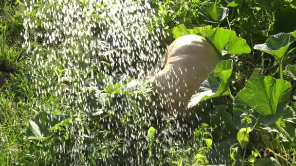 Mulher trabalhador do jardim despeje legumes de jardim de água contra a luz solar da noite. Inclina-te. 4K — Vídeo de Stock