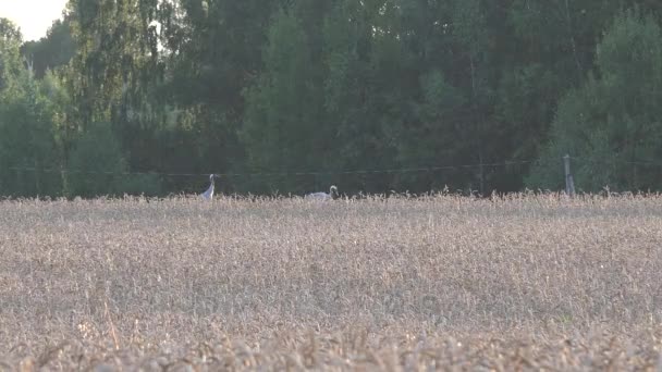 Casal de aves guindastes comuns no campo de trigo rural. 4K — Vídeo de Stock