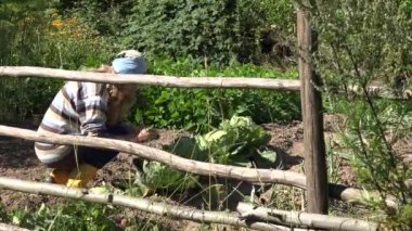 bahçıvan kadın kız bahçede bakım lahana sebze bitkileri kontrol edin. 4k