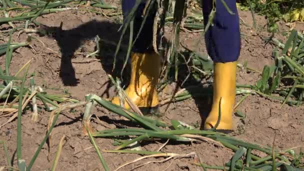 Kvinnlig jordbrukare händer skörd mogna stora lök grönsaker huvuden i trädgården. 4K — Stockvideo