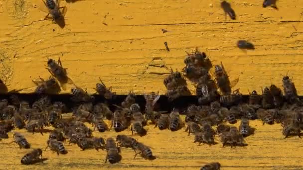 Крупный план рабочих пчел у входа в желтый улей. Увеличь. 4K — стоковое видео