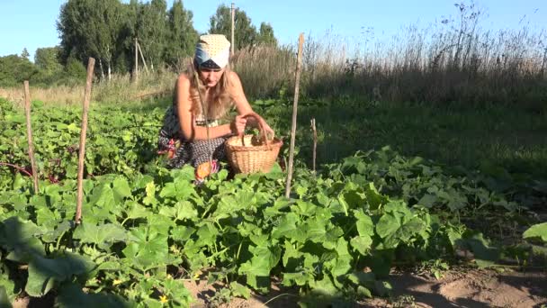 머리 스카프를 가진 농부 여성은 농장 농장에서 고리 버들 바구니에 오이 야채를 수확합니다. 4k — 비디오