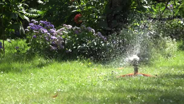 Aspersor de agua automático de plástico fuerte rocía la hierba de riego. 4K — Vídeo de stock