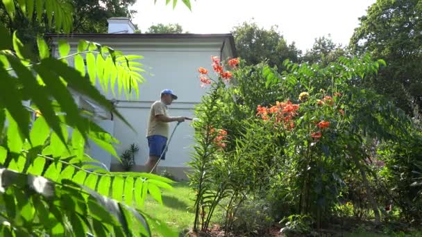 Hombre florista chico rociando agua sobre flores de lirio naranja con herramienta pulverizador de manguera en el patio de la casa. 4K — Vídeo de stock