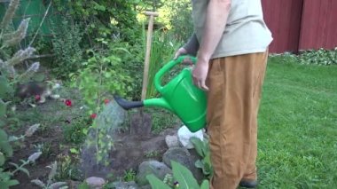 Bahçıvan adam taze sulama ginkgo biloba ağacı fide arka bahçesinde dikildi. 4k