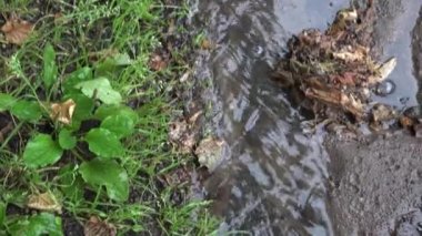 Su akışı akışı yağmurlu sonbahar günü tepeden aşağı. 4k