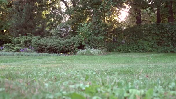 Girl worker cut grass — Stock Video