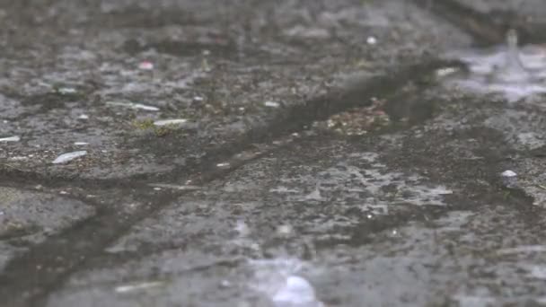 Pöl på sten stenlagda bana och regn vatten droppe falla på den. 4k — Stockvideo