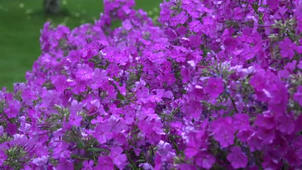 Phlox λουλούδια και δυνατή βροχή σταγόνες νερό αφορήσει ανθίσεων εγκαταστάσεων για το καλοκαίρι. 4k — Αρχείο Βίντεο