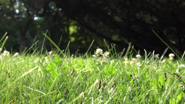 Les fourmis ailées marchent sur l'herbe et volent. Nid d'insectes pendant la période d'accouplement en essaim dans la nature. 4K — Video