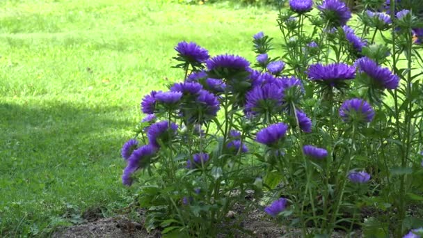 Macho cortar hierba con cortacésped cerca de violeta aster en verano. 4K — Vídeos de Stock
