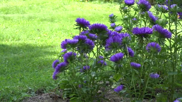 Herbe coupée mâle avec tondeuse à gazon près de l'aster violet en été. 4K — Video